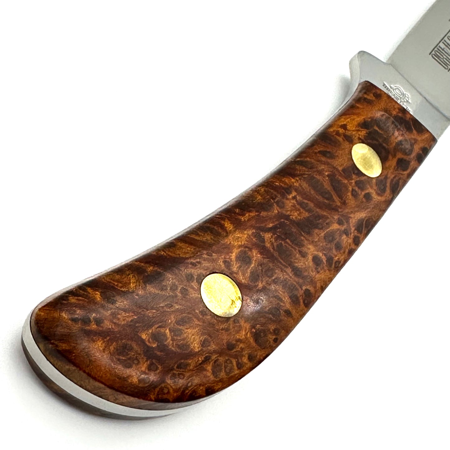 Queen #4180 Premium Drop Point Hunter - Maple Burl Handle